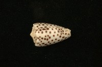 藏品(芝麻芋螺)的圖片